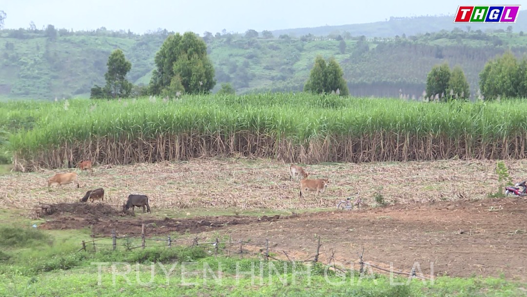 Cảnh giác với thủ đoạn trộm bò khi người dân nuôi, nhốt nơi vắng vẻ