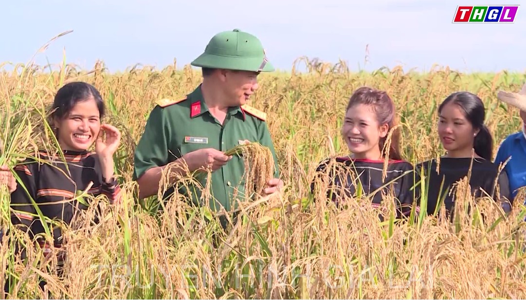 Trồng lúa trên biên cương