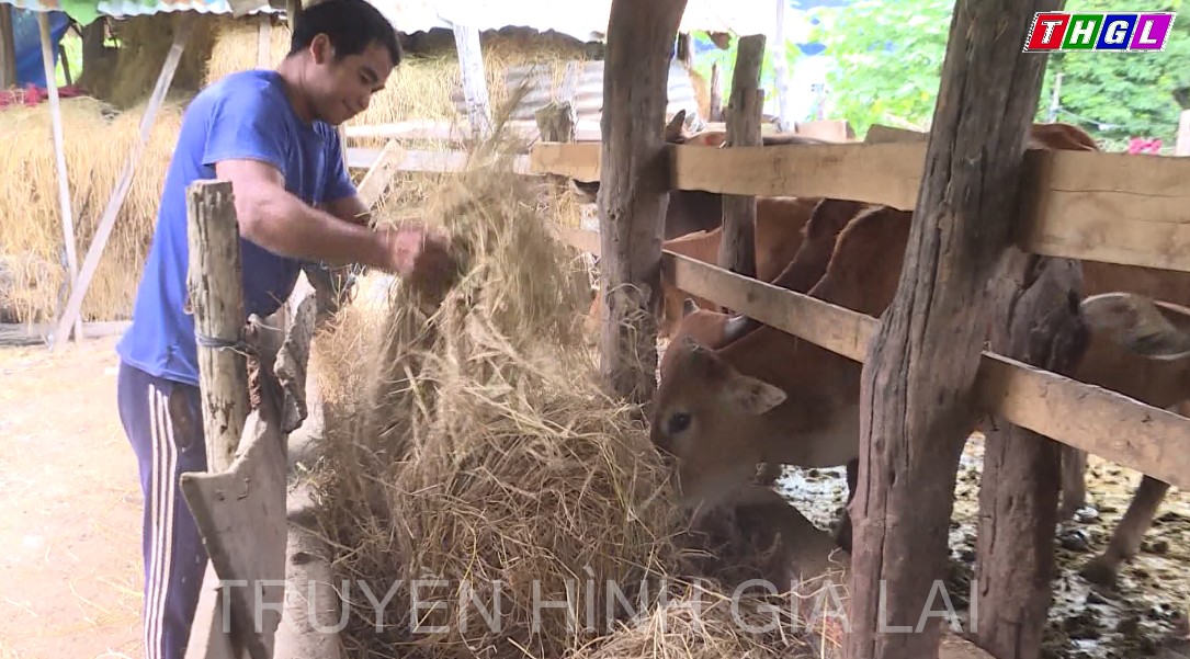 Ia Tul tăng cường xử lý bệnh lở mồm long móng trên đàn gia súc