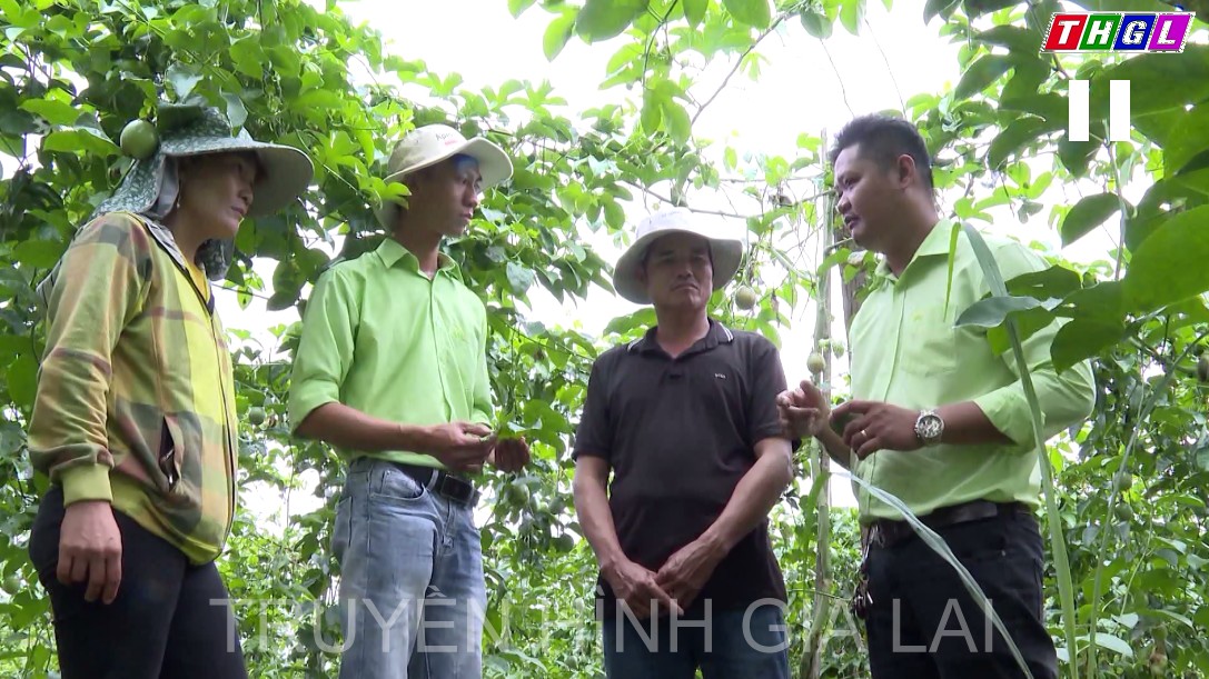 Tỷ phú chanh dây của huyện Đăk Pơ