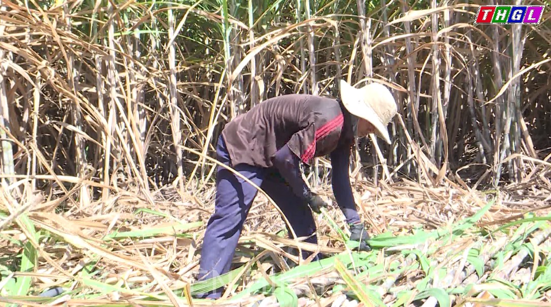 Cây mía ở H’bông