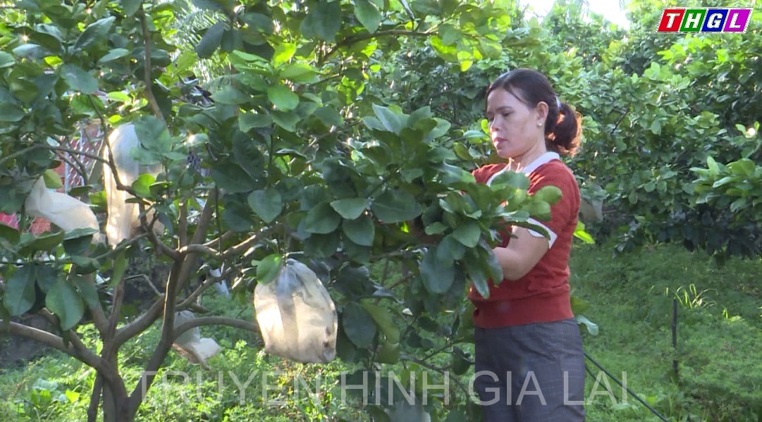 Nhiều sản vật sẽ được giới thiệu tại Ngày hội kết nối phụ nữ khởi nghiệp huyện Phú Thiện