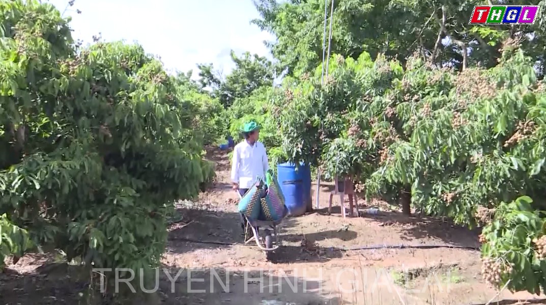 Phú Thiện – Khởi sắc thu nhập của người dân nông thôn