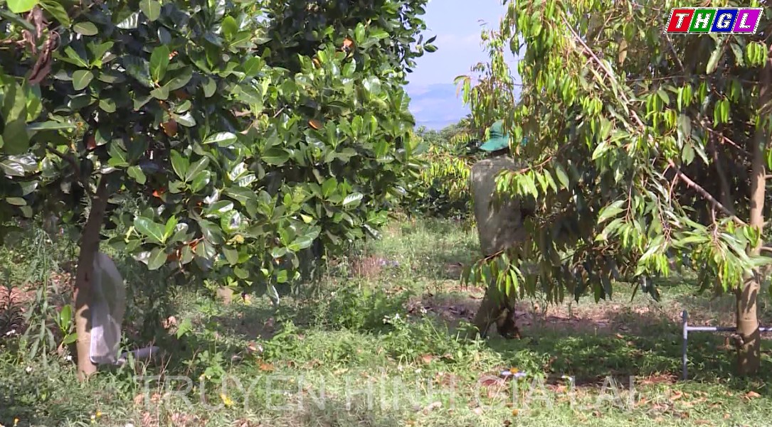 Gia Lai phấn đấu đến năm 2025 có 60% hợp tác xã hoạt động khá, giỏi