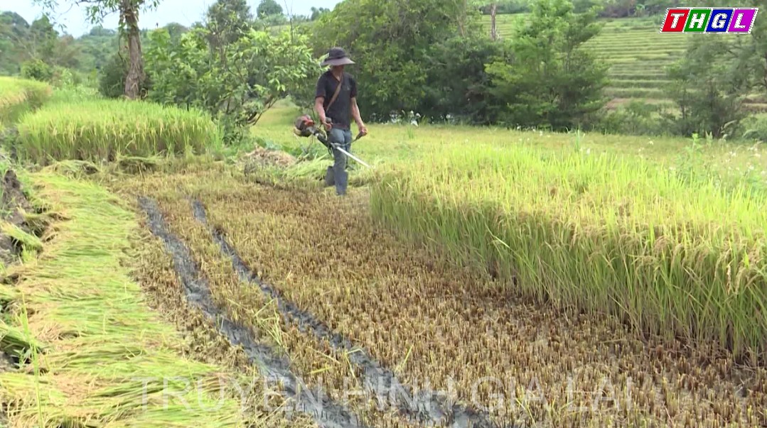Hỗ trợ tiêu thụ sản phẩm lúa, gạo cho đồng bào dân tộc thiểu số