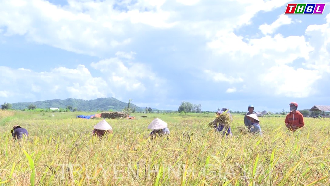 Mùa vui trên cánh đồng lúa chín