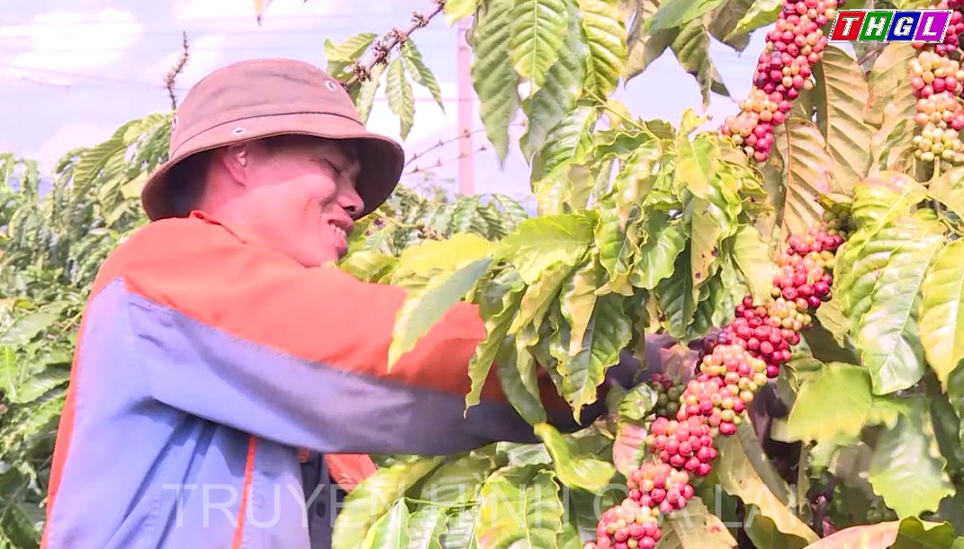 Nông dân trồng cà phê chờ giá khởi sắc