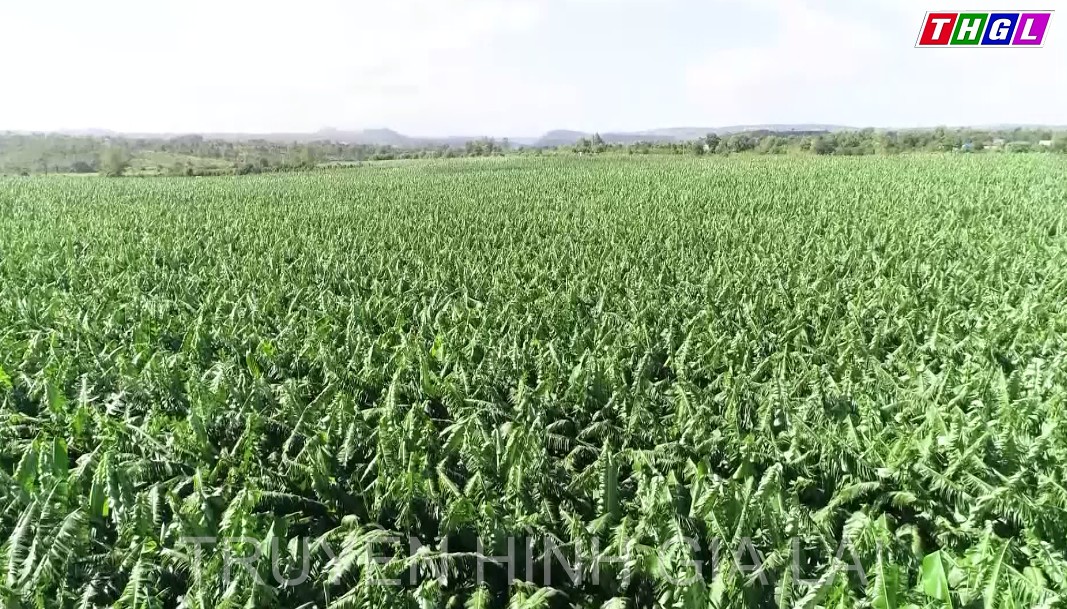 Năm 2023, Gia Lai phấn đấu xây dựng được 200 mã số vùng trồng phục vụ xuất khẩu