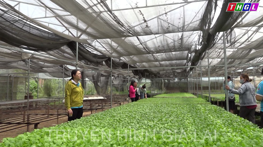 Đak Pơ hỗ trợ phụ nữ khởi nghiệp