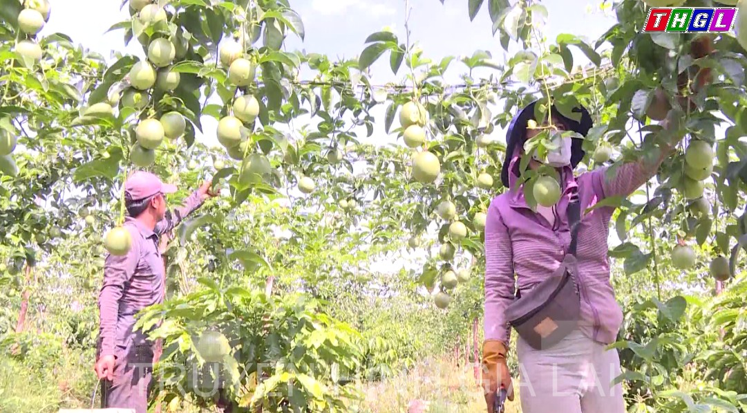 Năm 2023, huyện Chư Pah phấn đấu thu nhập bình quân đầu người đạt 50 triệu đồng/năm