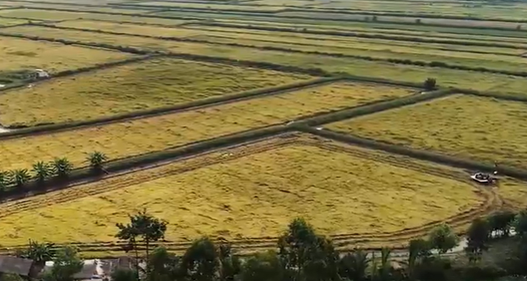 Tăng liên kết trong xuất khẩu gạo