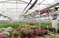 Nông dân livestream bán hoa Tết