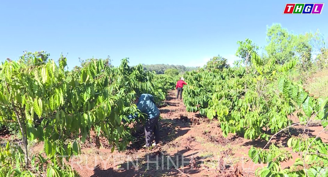 Đức Cơ có gần 3.400 hộ đạt danh hiệu nông dân sản xuất, kinh doanh giỏi