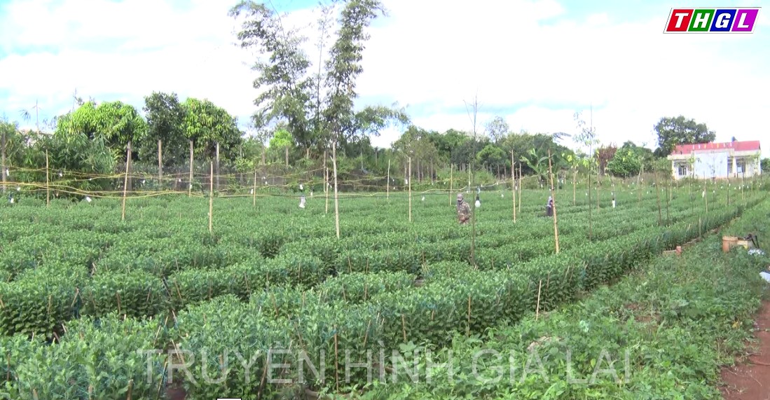 NÔNG DÂN HUYỆN ĐỨC CƠ TÍCH CỰC CHĂM SÓC HOA PHỤC VỤ TẾT NGUYÊN ĐÁN