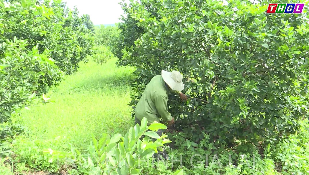 Phú Thiện – Hướng tới sản xuất nông nghiệp sạch