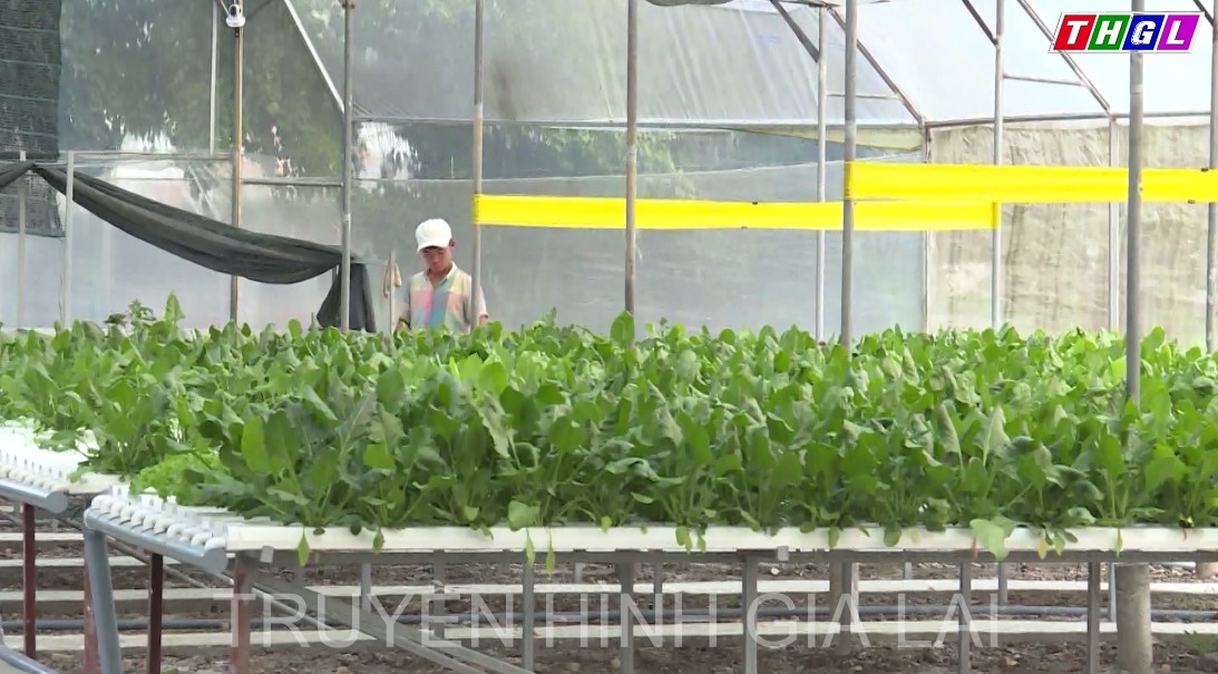 Gia Lai tiếp tục ưu tiên nguồn vốn hỗ trợ cho các HTX trên địa bàn tỉnh trong năm 2023