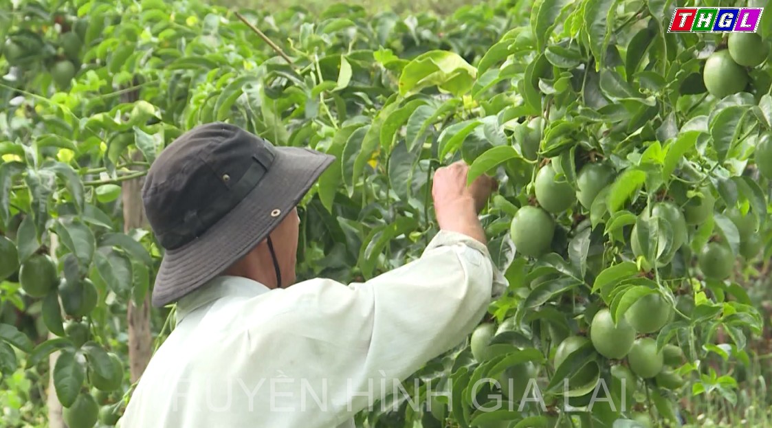 Nông dân Đak Đoa phấn khởi vì chanh dây được giá