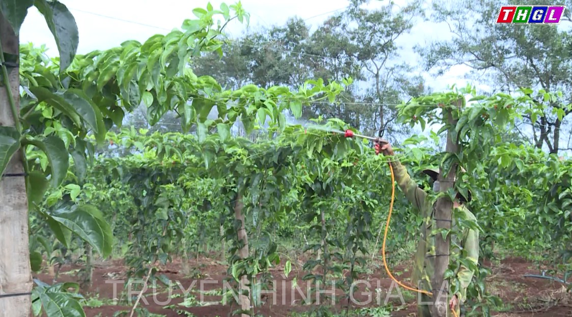 Gia Lai – Người trồng chanh dây phấn khởi vì giá chanh dây đang cao