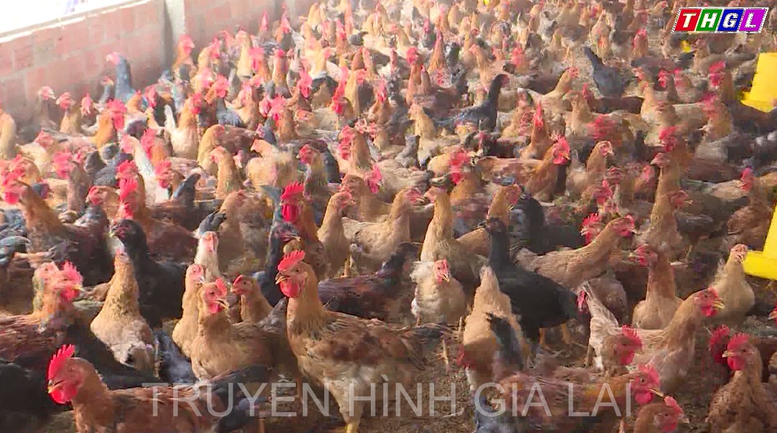 Gia Lai: Chăn nuôi theo hướng trang trại phát triển mạnh