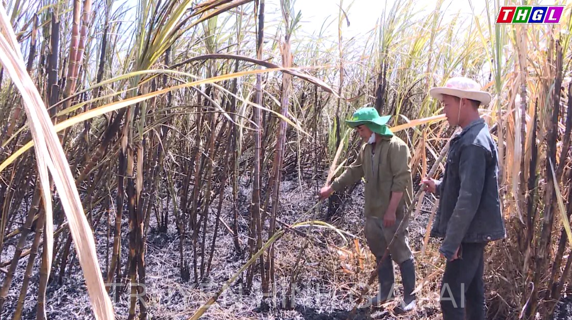 UBND tỉnh chỉ đạo tập trung triển khai công tác phòng, chống cháy mía