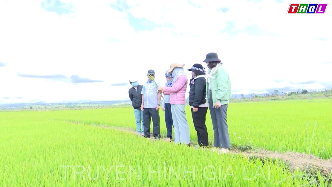 Thành phố Pleiku chuyển đổi cơ cấu cây trồng, sản xuất nông nghiệp công nghệ cao