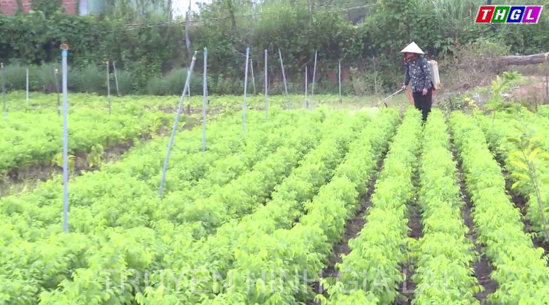 Gia Lai phấn đấu tổng giá trị sản xuất nông, lâm nghiệp, thủy sản năm 2023 tăng 5,75% so với năm 2022