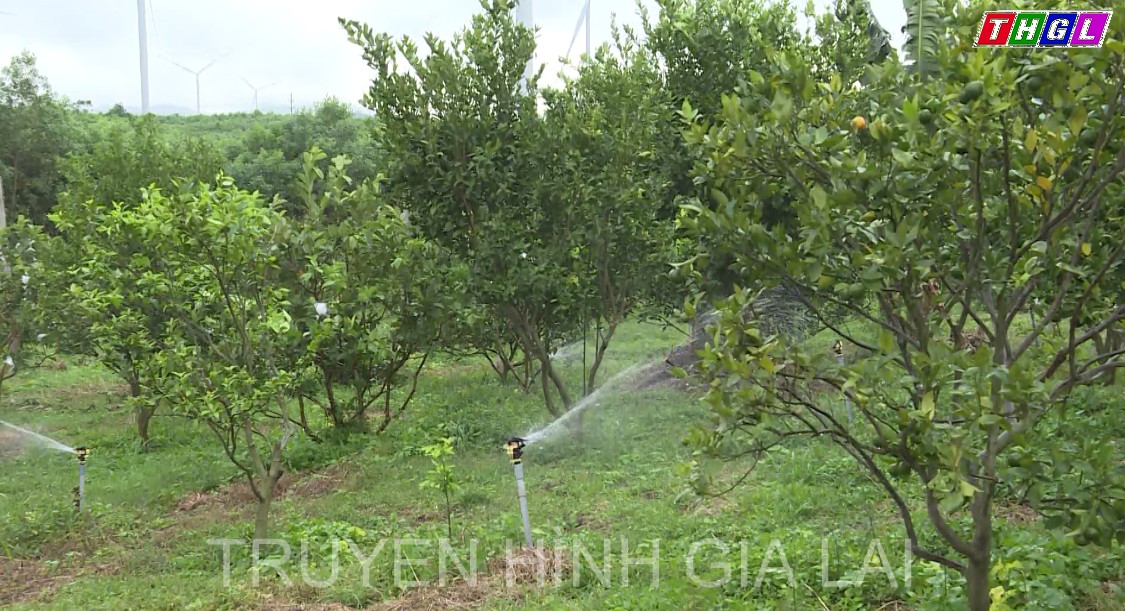 Cây quýt đường ở xã Cửu An đạt hiệu quả cao