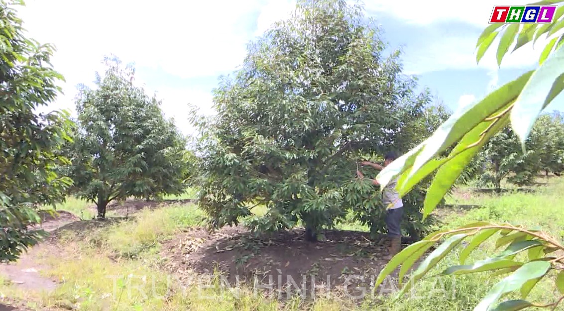 Sầu riêng sẽ chính thức được bổ sung vào danh mục xuất khẩu nông sản của tỉnh Gia Lai trong năm 2023