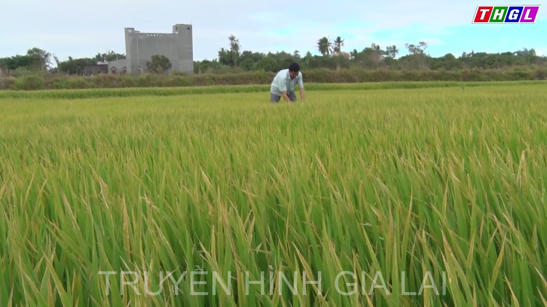 Nông dân Ia Pa tập trung chăm sóc lúa vụ Đông Xuân