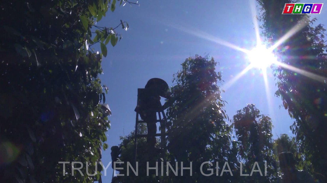Nông dân Gia Lai hy vọng vào vụ thu hoạch hồ tiêu 2023