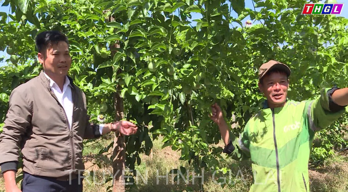 Nông dân Phạm Văn Thành mạnh dạn phát triển chanh dây trên xã biên giới Ia Piơr