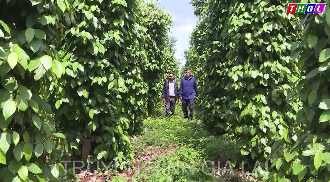 Hỗ trợ truy xuất nguồn gốc cho các sản phẩm chủ lực xã, huyện, tỉnh