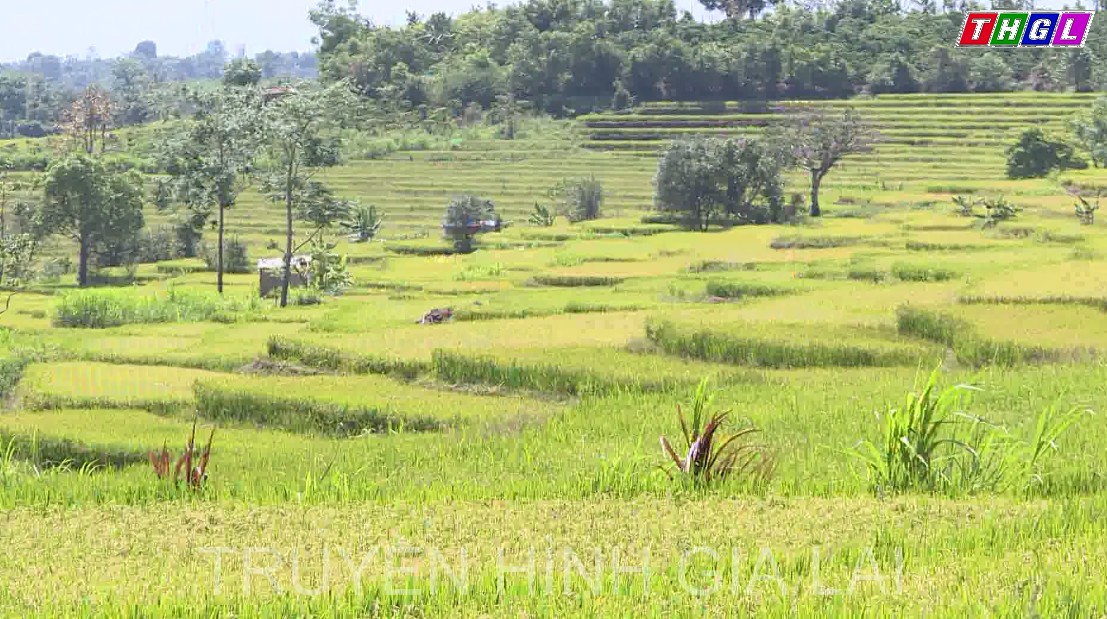 Sở Khoa học và Công nghệ Gia Lai đã tư vấn và hướng dẫn 25 tổ chức, cá nhân đăng ký bảo hộ quyền sở hữu công nghiệp, bảo hộ nhãn hiệu, thương hiệu cho sản phẩm