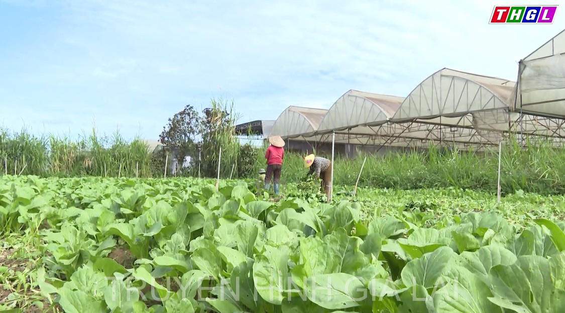 Thời tiết diễn biến thất thường, cơ hội để sâu bệnh phát triển gây hại trên cây trồng