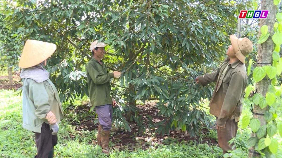 Toàn tỉnh Gia Lai hiện có gần 66.500 hộ đạt danh hiệu hộ sản xuất, kinh doanh giỏi các cấp