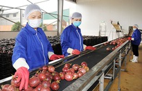 Giải pháp thúc đẩy xuất khẩu nông, lâm, thủy sản 2023