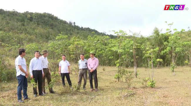 Quảng Trị: Hiệu quả từ việc phát triển rừng bằng cây bản địa