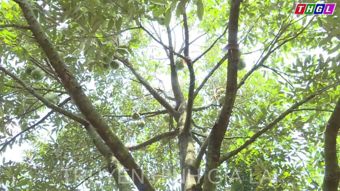 Đức Cơ định hướng xuất khẩu sầu riêng chính ngạch