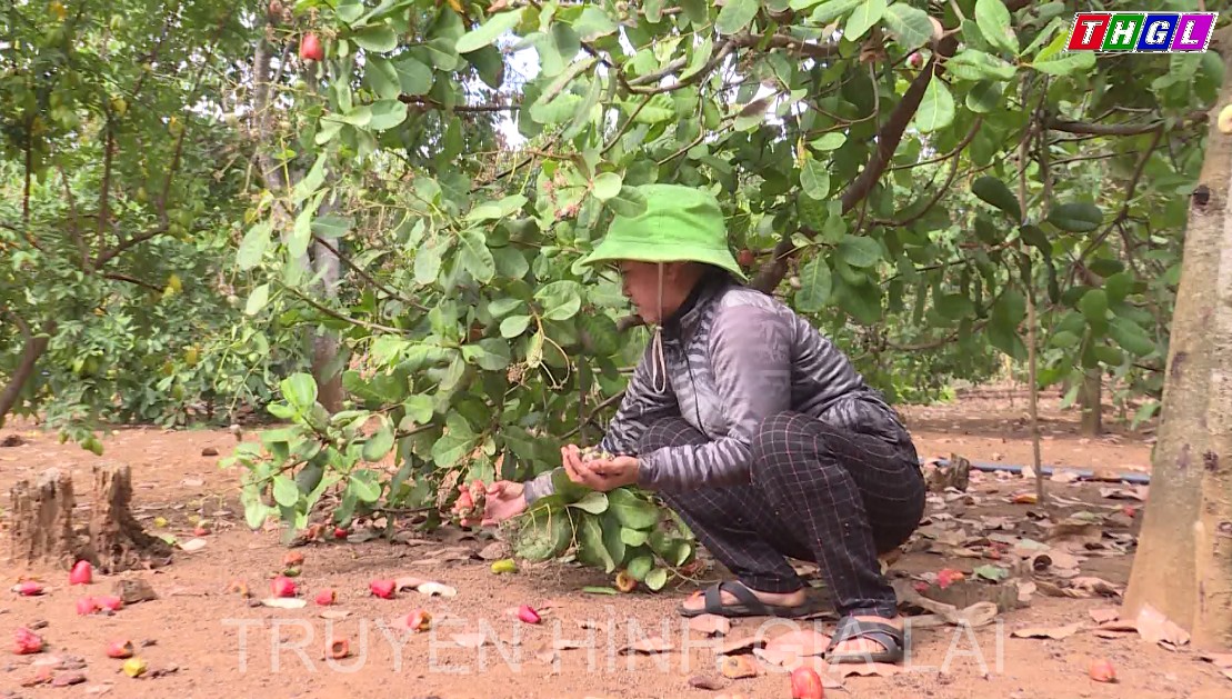 Dự báo một mùa thu hoạch điều kém vui