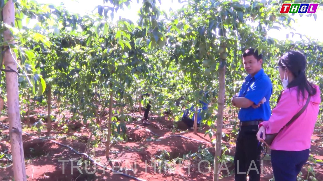 Bí thư đoàn làm kinh tế giỏi