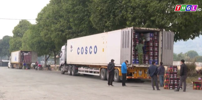 Gần 50 ngàn tấn trái cây được xuất khẩu qua Cửa khẩu Lào Cai