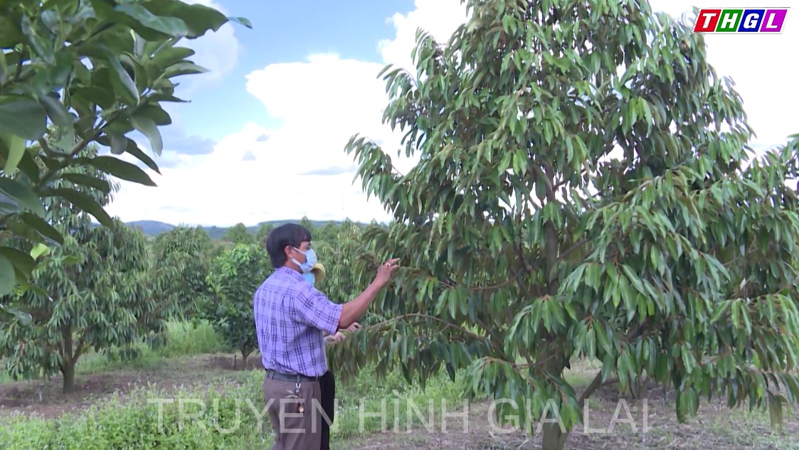 Xây dựng mã số vùng trồng và mã số cơ sở đóng gói