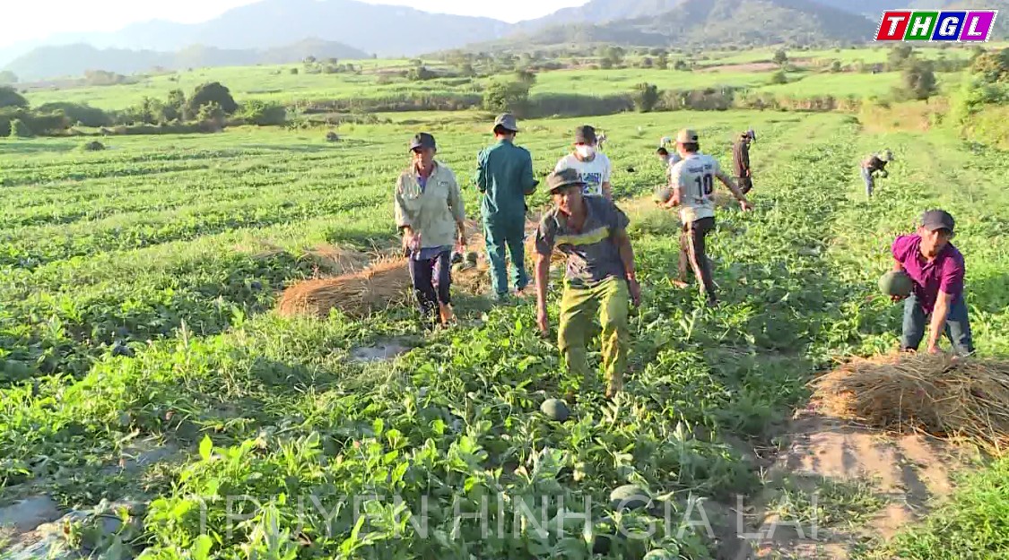 Vụ dưa hấu buồn ở Krông Pa