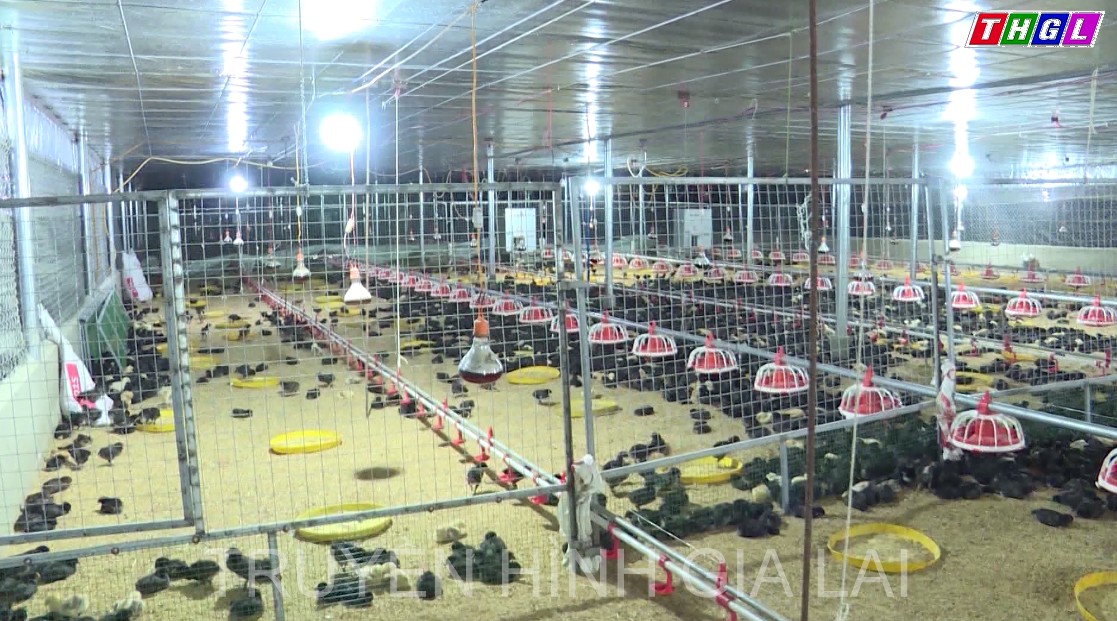 Gia Lai đẩy mạnh phát triển chăn nuôi gia súc, gia cầm theo hướng trang trại