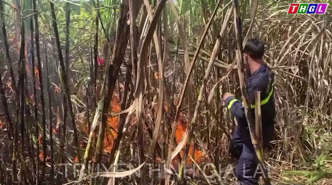 Cháy 5ha mía tại huyện Kbang