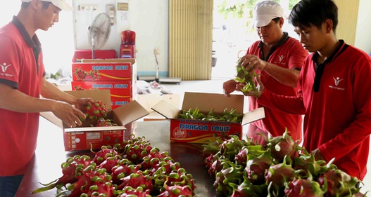 Giá thanh long tăng vọt sau khi Trung Quốc mở cửa