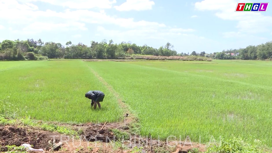 Vụ Đông Xuân 2022-2023: Tín hiệu lạc quan