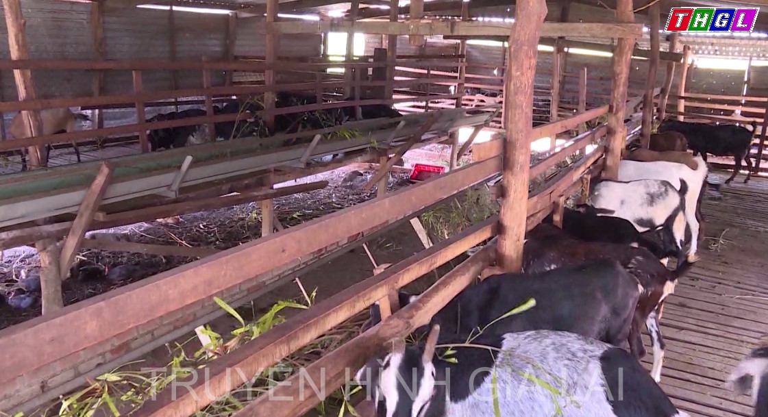 Huyện Chư Sê phấn đấu đưa tổng giá trị sản xuất nông-lâm nghiệp và thủy sản lên gần 4.600 tỷ đồng trong năm 2023