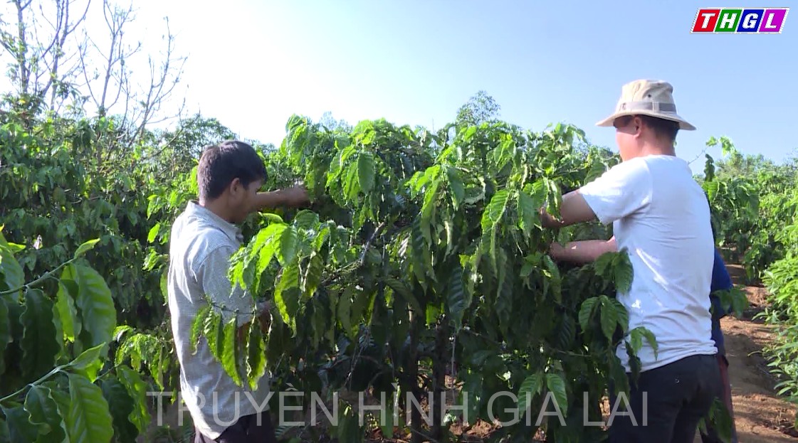 Gia Lai quan tâm vấn đề giảm phát thải nhà kính trong vùng sản xuất cà phê