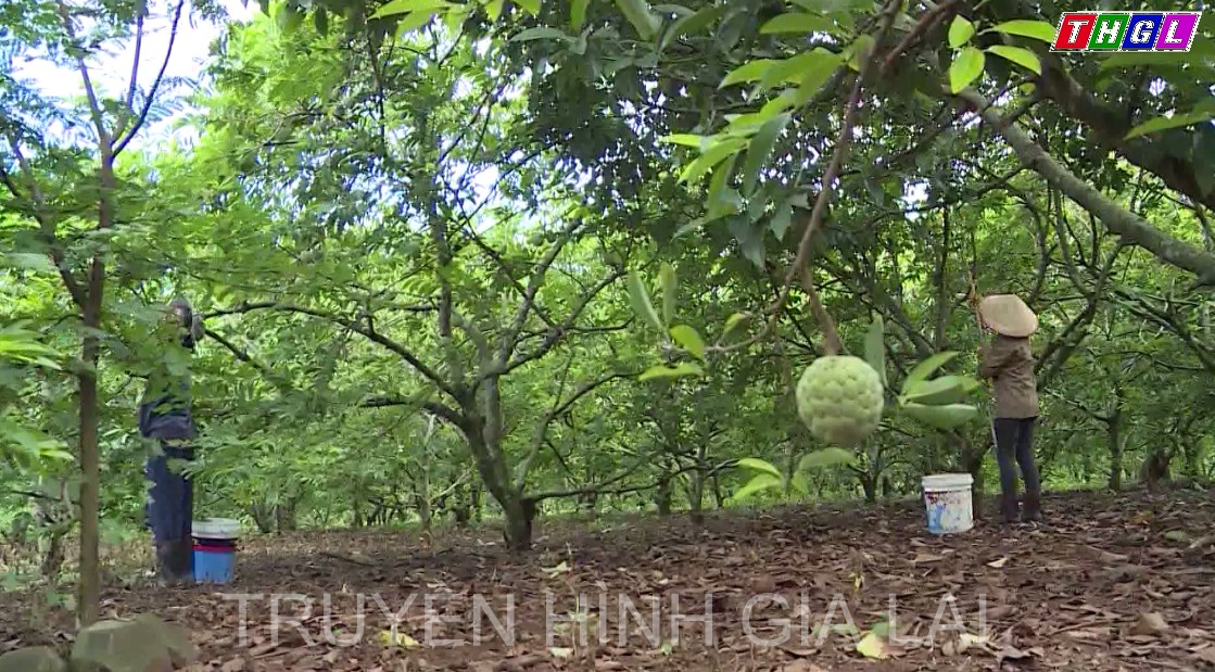 Gia Lai đã hình thành 18 khu sản xuất nông nghiệp có tính chất công nghệ cao